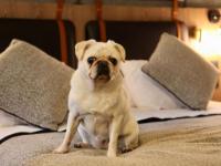 Hôtel Mercure Carcassonne la Cite - Hôtel - Carcassonne