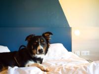 ibis budget Rodez - Hôtel - Rodez